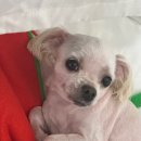 내안에너있DOG 이미지