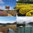 은하수유치원 | 울산 태화강 국가정원 핑크뮬리 명소 전기관람차 십리대숲 전망대 후기