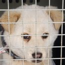 대성동 행정복지센터 | 전남 목포 믹스견, 목포 믹스견, 대성동행정복지센터…앞 청색 목줄의 천사견! 가족 어디 있나요따뜻한...