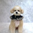 몽실몽실애견미용 이미지