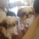 도니바니 이미지