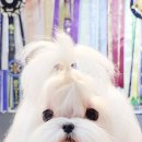 펫 탑 클래스 이미지