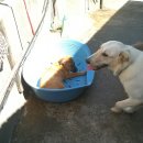 누렁이농장 이미지