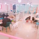 동물친구들 애견미용실 이미지