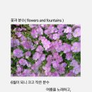 강성은꽃 이미지