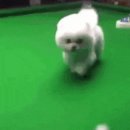 군자생고기 이미지