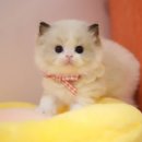 양주고양이분양 모나미네코 옥정신도시점 이미지