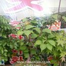 수원시 팔달구 팔달문로81번길 이미지