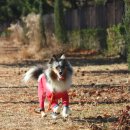 씨사이드파크 텐트캠핑장화장실 | 영종도 강아지 산책 씨사이드파크 캠핑 레일바이크