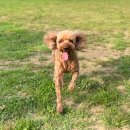 애견운동공원 | 서울 근교 무료 강아지 놀이터 추천 안양 삼막애견공원 방문 후기