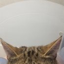 심바동물병원 이미지