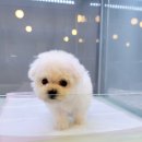 승재밀레니엄오피스텔 | 안양강아지분양 추천, 아이러브독 부천점에서 책임감 있는 선택이 먼저입니다