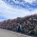 장미로30번길 네이버블로그