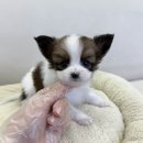 드림독 | 검암강아지분양 알아보다가 직접 다녀온 후기, 드림독 인천점 방문 기록 🐾