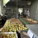 영욱농장 | 청주 오송 파지구매 가능한 복숭아 농원 영욱농원