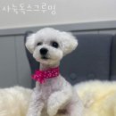 그루밍독스 | 칠곡 애견호텔 사눅독스그루밍 가격 위치 이벤트
