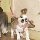 펄럭펄럭