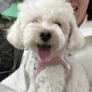 흙쟁이이야기 | 덕소] 서울 근교 드라이브로 다녀오기 좋은 한강뷰 애견동반카페 소보심 덕소점 소보로 맛집 내돈내산후기