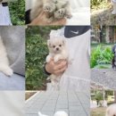 요미독 강아지분양 일산점 이미지