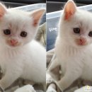 찌니헤어 이미지