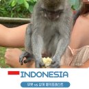 발리 여행 우붓 몽키포레스트 vs 상게 몽키포레스트 비교 후기