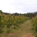 상대농원 이미지