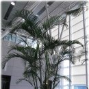 야자수정원 이미지