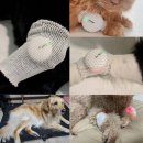 박효리군 동물병원 | [서울시 마포구] 망원동 동물병원