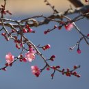 매화마을길 이미지