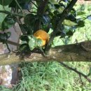 제주 도련동 귤나무류 이미지