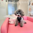 인천강아지분양 판도라독 가정분양 | 인천 중산동 강아지분양 인천강아지분양 판도라독 가정분양 가격 위치