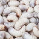 새날농장 이미지