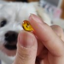 아미고펫 이미지