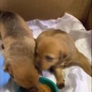 도안동물병원 이미지