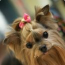 나의 코코 이미지