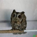 전라남도야생동물구조관리센터 이미지