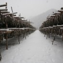 황태덕장 이미지