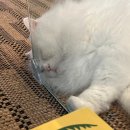 발한로3 이미지