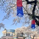 세븐일레븐 제주전농로점 | 전농로 벚꽃거리 제주 벚꽃 명소, 드라이브 산책 모두 좋았던 벚꽃길