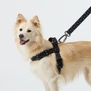 ㈜마이펫 | [2025 메가주 일산] 케이펫페어 주차 부스배치도 이벤트 꿀팁 총정리