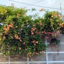 남산4동 행정복지센터 | 🌸대구 능소화 명소 1탄, 남산4동 행정복지센터 골목(마이하우스 맞은편)