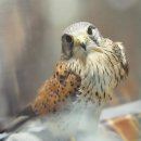 충남야생동물구조센터 이미지