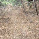 금강산성 이미지