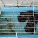 대관령 아기동물농장 이미지