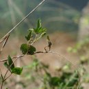 덩굴팥 Vigna umbellata (Thunb.) Ohwi &amp; H. Ohashi 이미지