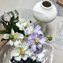 모던데이지