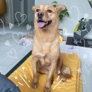 Bambbang / 3 years / Female(Spayed) 이미지