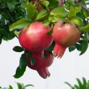 들꽃사랑 이미지