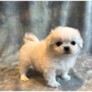 도그마루 고양이 강아지 무료분양 | "하남강아지분양 고양이분양 도그마루, 강아지무료분양 경험담!"