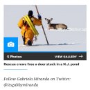 모기 매개 뇌염 바이러스 감염 주의 경보/ 사슴에서 새로운 코로나19 변종 발견 주의 경보 이미지